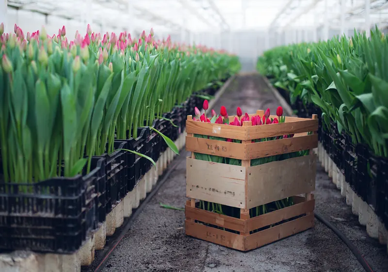 Wooden crate of cut tulips between rows of tulips in a greenhouse